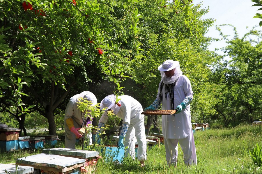  "Does Rosemary Attract Bees? Exploring the Benefits of Planting Rosemary in Your Garden for Bee Conservation"