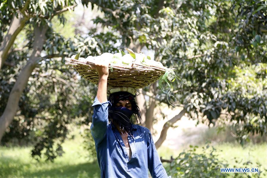 PAKISTAN-MULTAN-MANGO-ORCHARD