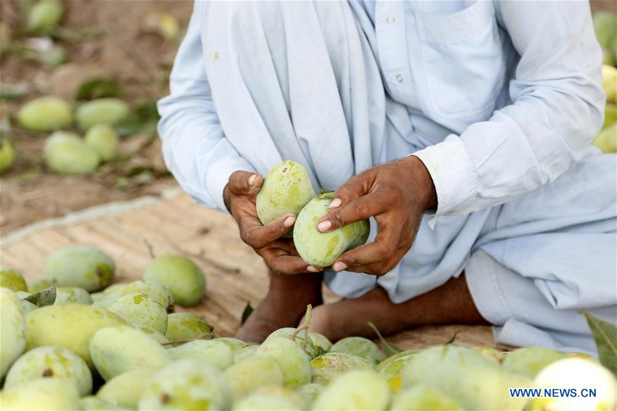 PAKISTAN-MULTAN-MANGO-ORCHARD