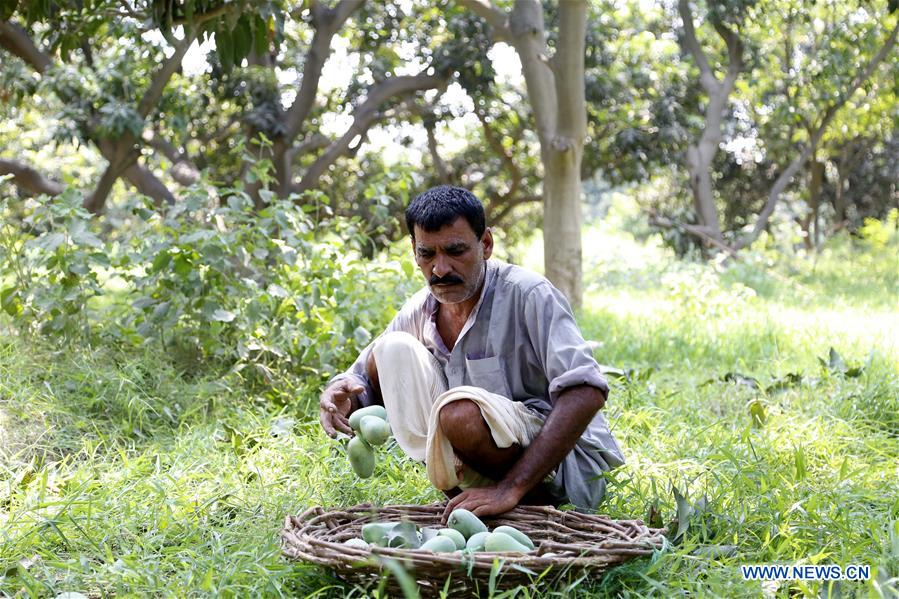 PAKISTAN-MULTAN-MANGO-ORCHARD