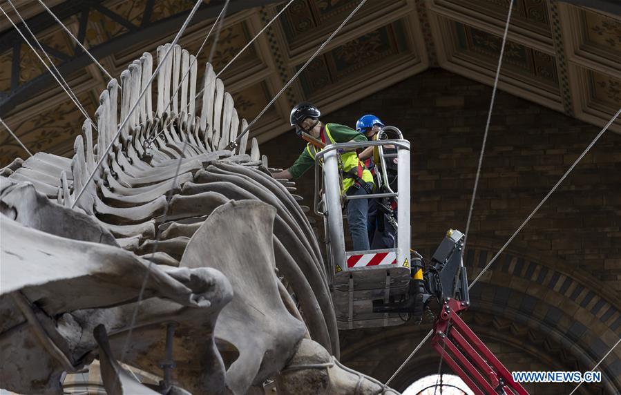 BRITAIN-LONDON-NATURAL HISTORY MUSEUM-REOPENING-PREPARATION