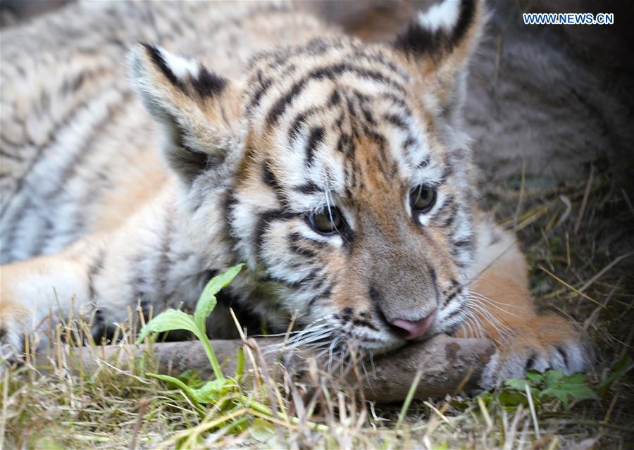 CHINA-HEILONGJIANG-HAILIN-SIBERIAN TIGER CUBS (CN)