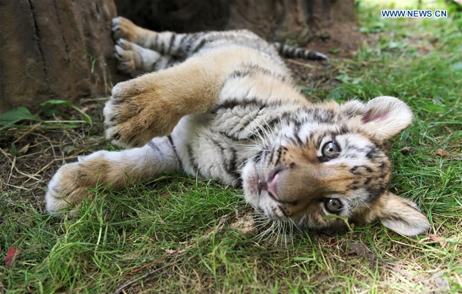 CHINA-HEILONGJIANG-HAILIN-SIBERIAN TIGER CUBS (CN)