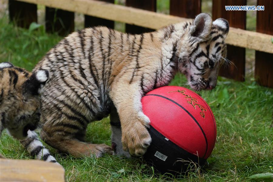 CHINA-HEILONGJIANG-HAILIN-SIBERIAN TIGER CUBS (CN)