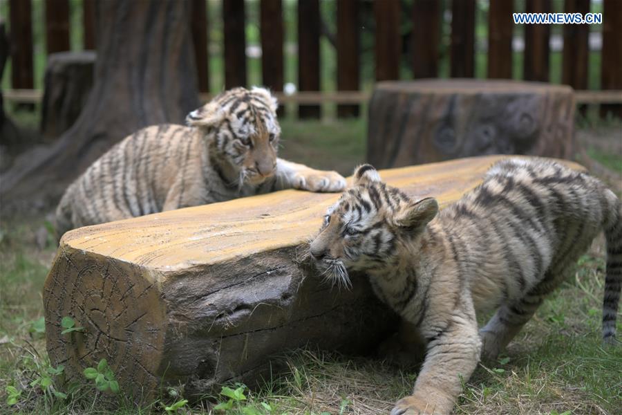 CHINA-HEILONGJIANG-HAILIN-SIBERIAN TIGER CUBS (CN)