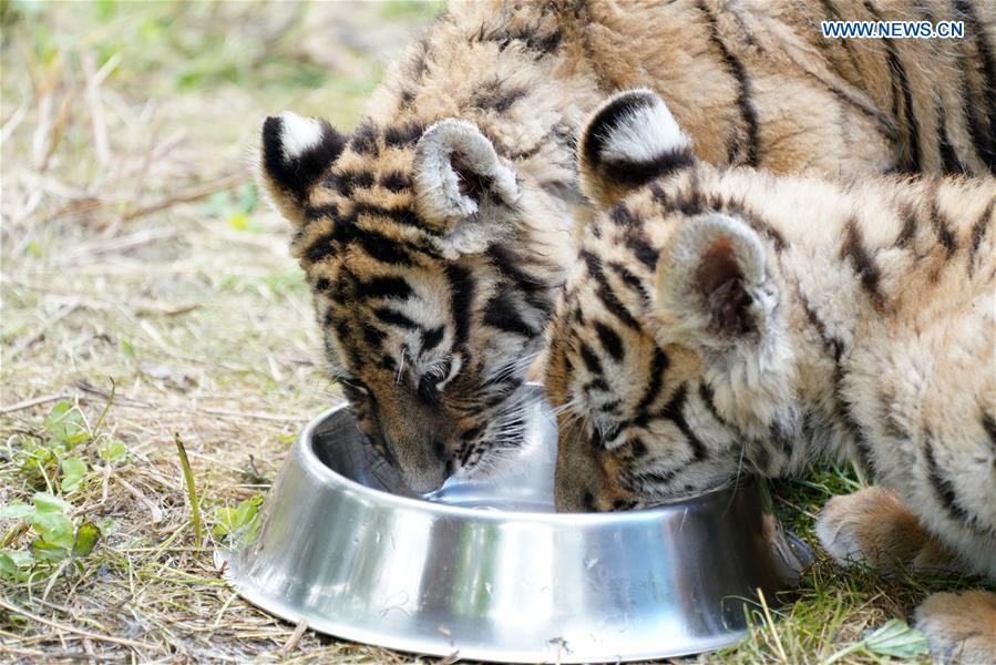 CHINA-HEILONGJIANG-HAILIN-SIBERIAN TIGER CUBS (CN)