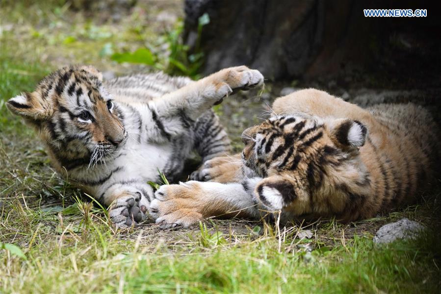 CHINA-HEILONGJIANG-HAILIN-SIBERIAN TIGER CUBS (CN)