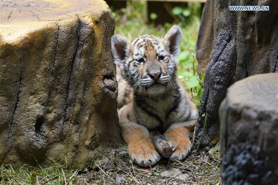 CHINA-HEILONGJIANG-HAILIN-SIBERIAN TIGER CUBS (CN)