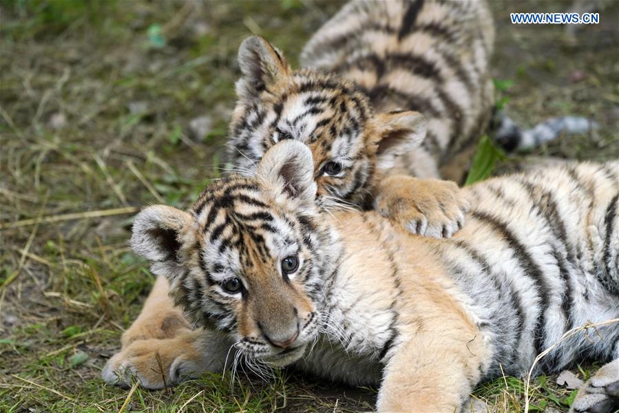 CHINA-HEILONGJIANG-HAILIN-SIBERIAN TIGER CUBS (CN)