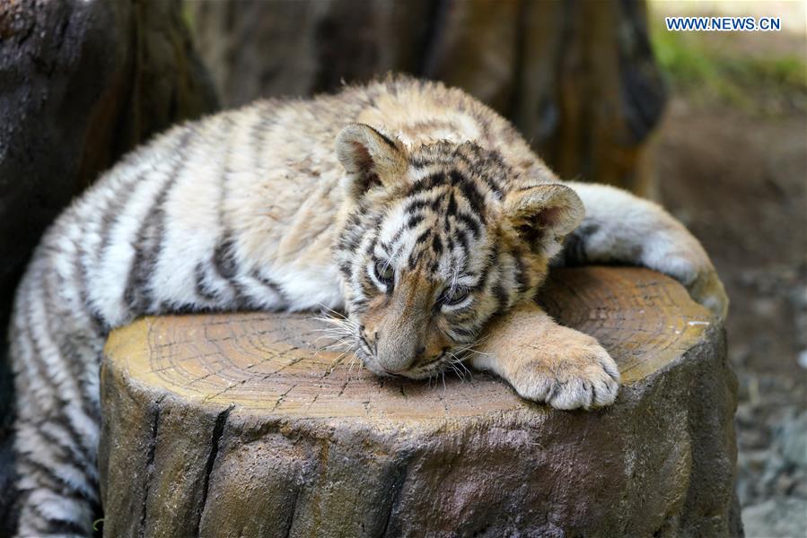 CHINA-HEILONGJIANG-HAILIN-SIBERIAN TIGER CUBS (CN)