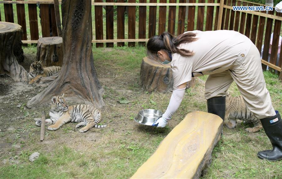 CHINA-HEILONGJIANG-HAILIN-SIBERIAN TIGER CUBS (CN)