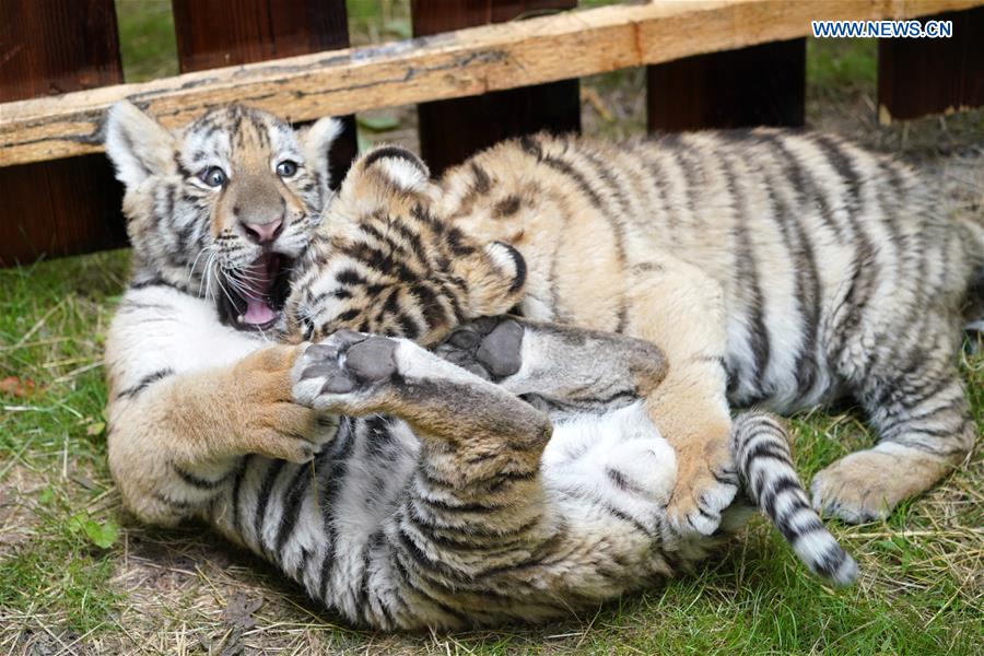 CHINA-HEILONGJIANG-HAILIN-SIBERIAN TIGER CUBS (CN)