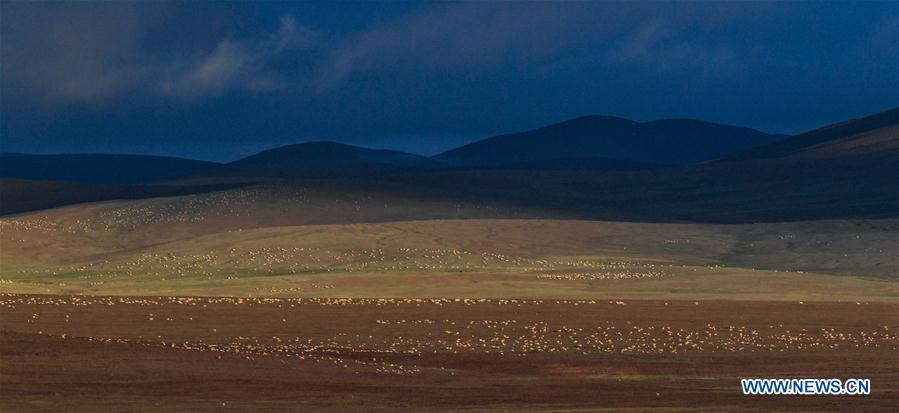 CHINA-QINGHAI-HOH XIL-TIBETAN ANTELOPE (CN)