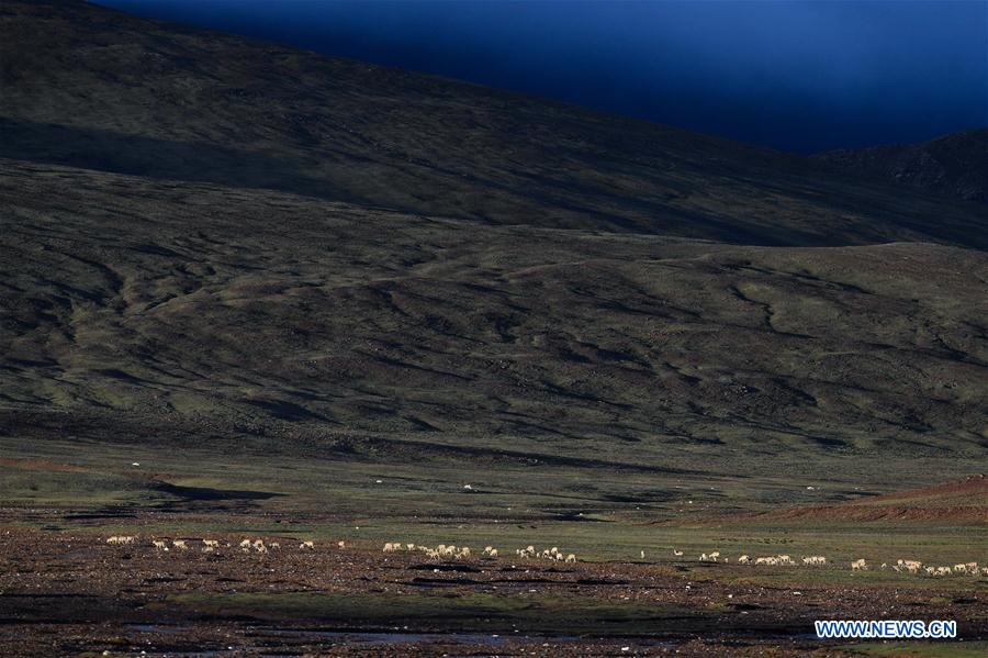 CHINA-QINGHAI-HOH XIL-TIBETAN ANTELOPE (CN)