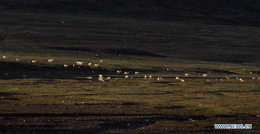 CHINA-QINGHAI-HOH XIL-TIBETAN ANTELOPE (CN)