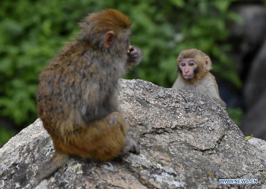 CHINA-TIBET-SHANNAN-MACAQUE (CN)