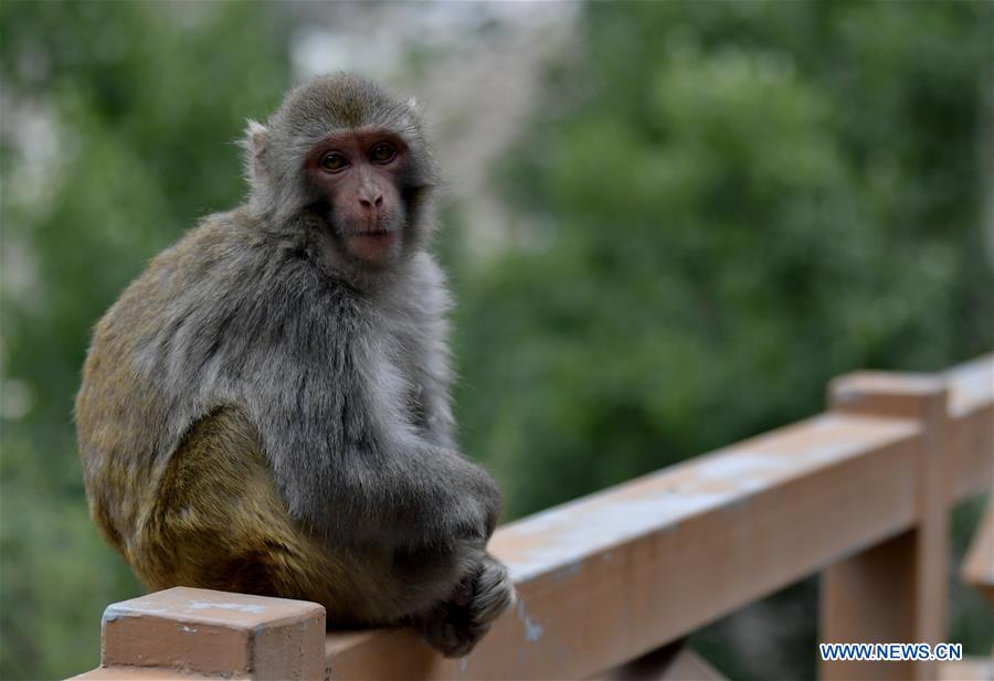 CHINA-TIBET-SHANNAN-MACAQUE (CN)