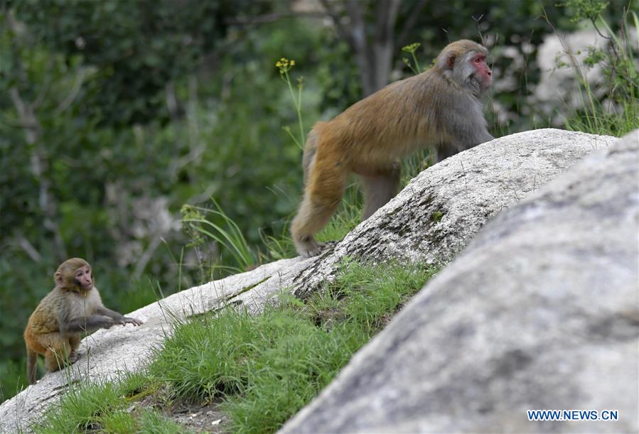 CHINA-TIBET-SHANNAN-MACAQUE (CN)