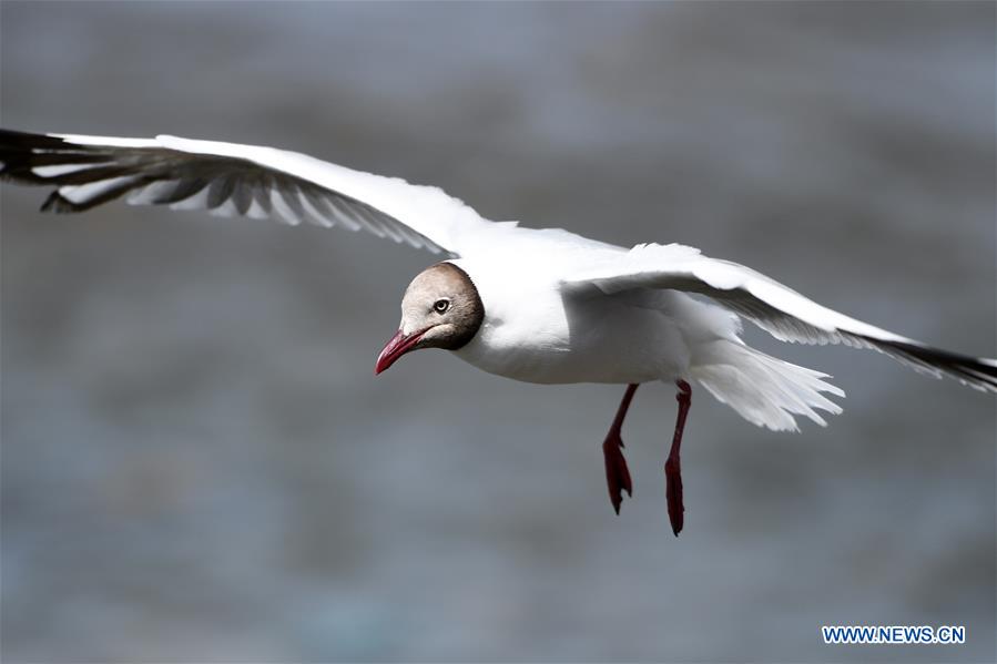 CHINA-QINGHAI-GANGCA-GULL (CN)