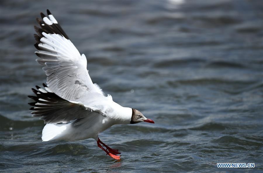 CHINA-QINGHAI-GANGCA-GULL (CN)