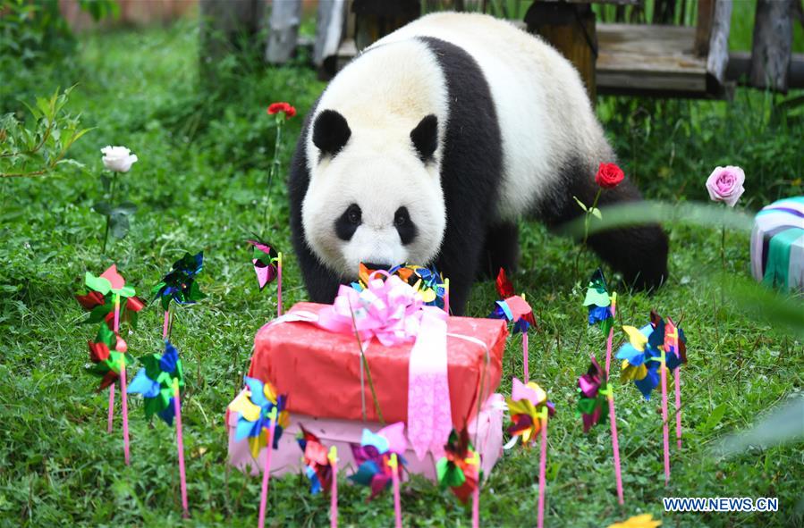 CHINA-JILIN-GIANT PANDAS-BIRTHDAY (CN)