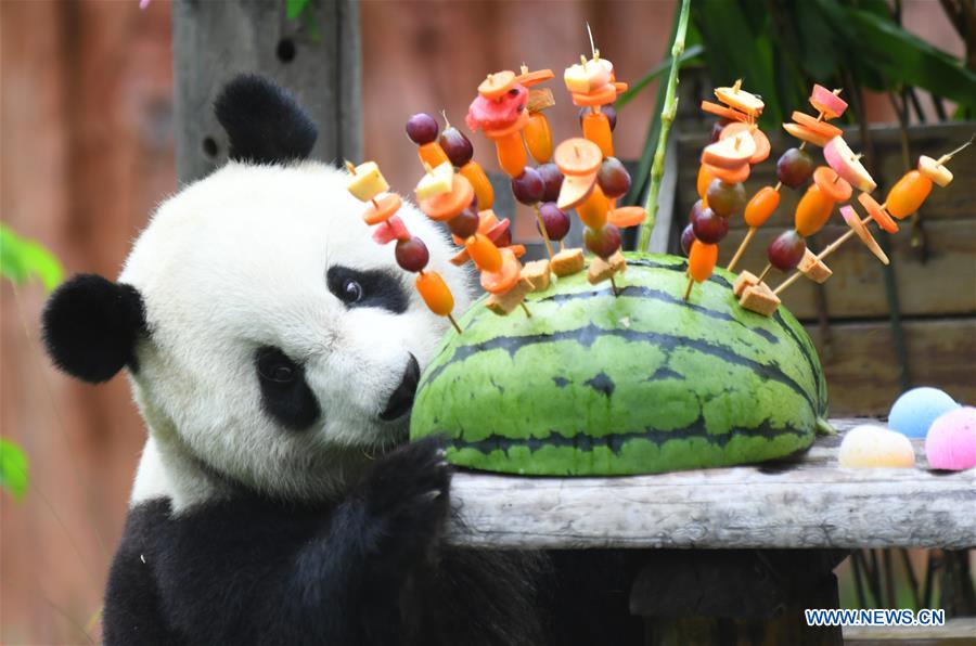 CHINA-JILIN-GIANT PANDAS-BIRTHDAY (CN)