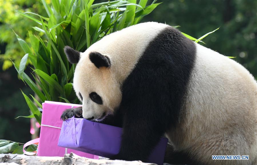 CHINA-JILIN-GIANT PANDAS-BIRTHDAY (CN)