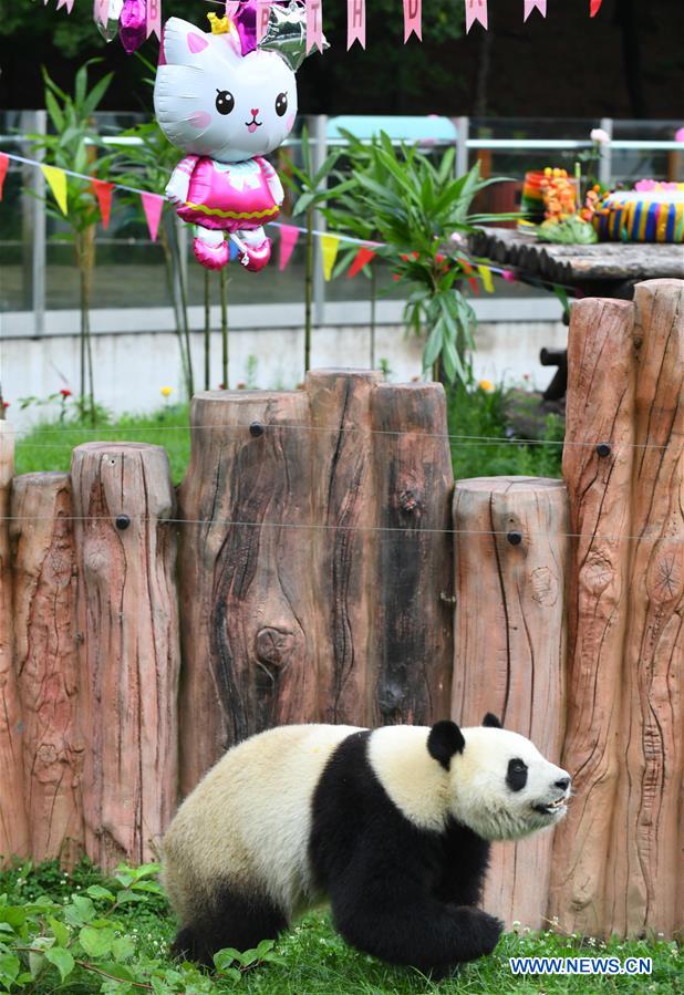 CHINA-JILIN-GIANT PANDAS-BIRTHDAY (CN)