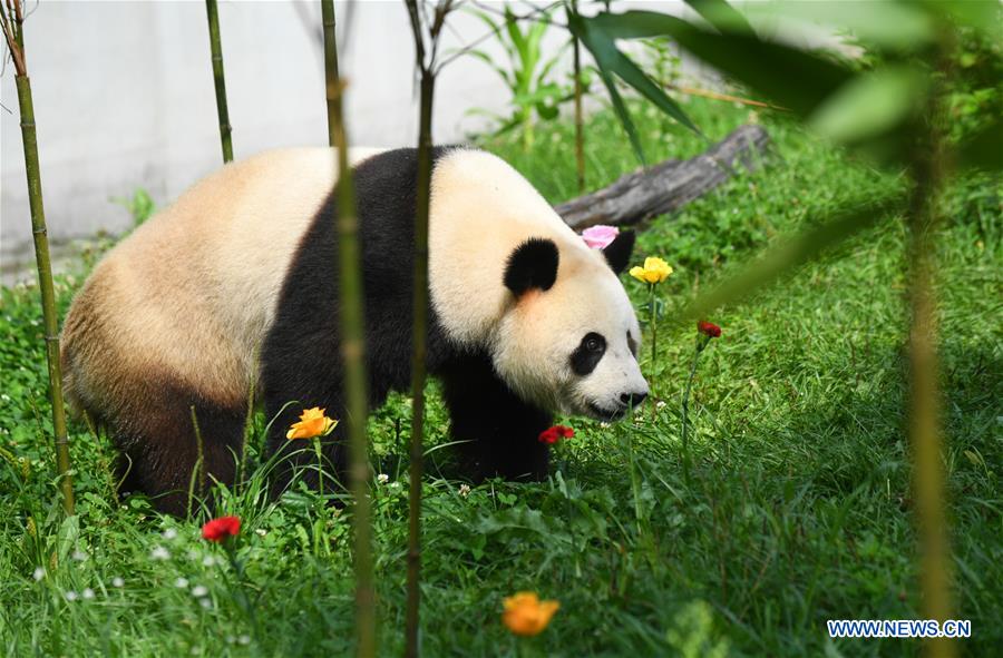 CHINA-JILIN-GIANT PANDAS-BIRTHDAY (CN)