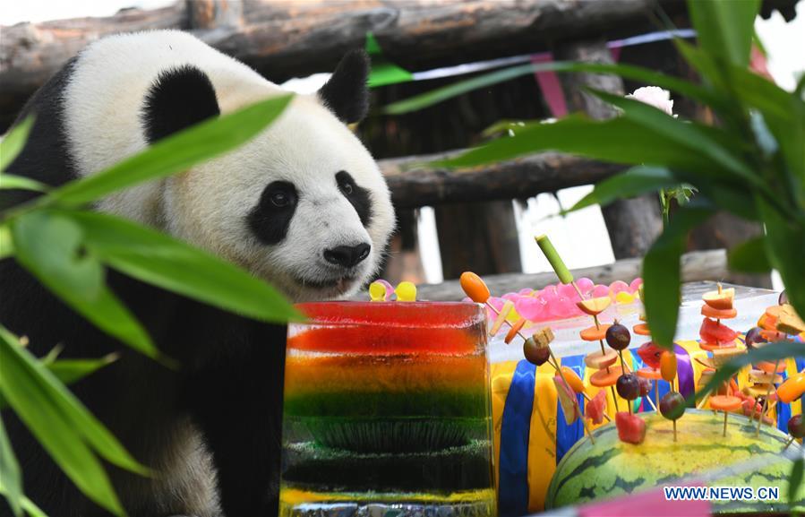 CHINA-JILIN-GIANT PANDAS-BIRTHDAY (CN)