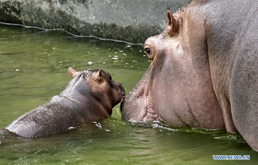 CHINA-BEIJING-ZOO-SUMMER-HEAT (CN)