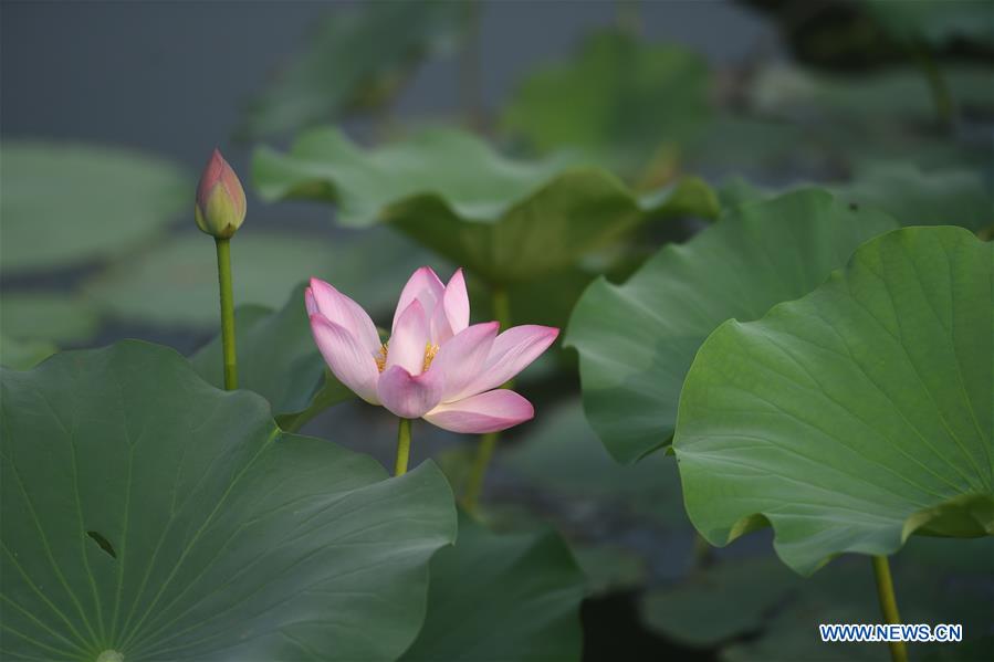 CHINA-HEBEI-LOTUS (CN)