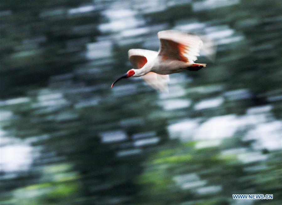 crested ibises seen near chenjia village in china