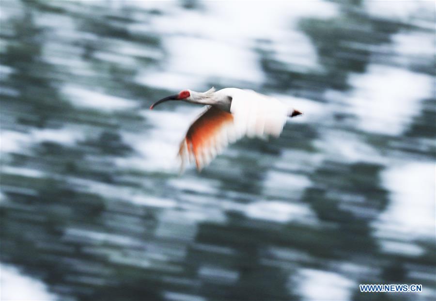 crested ibises seen near chenjia village in china