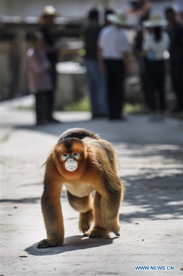 CHINA-SHAANXI-YANGXIAN-WILDLIFE-GOLDEN MONKEY (CN)