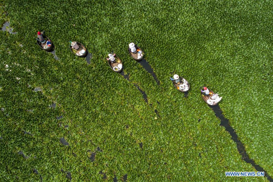 #CHINA-JIANGSU-TAIZHOU-WATER CHESTNUT-HARVEST(CN)