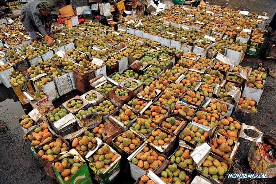 YEMEN-SANAA-PRICKLY PEAR FRUIT-HARVEST 