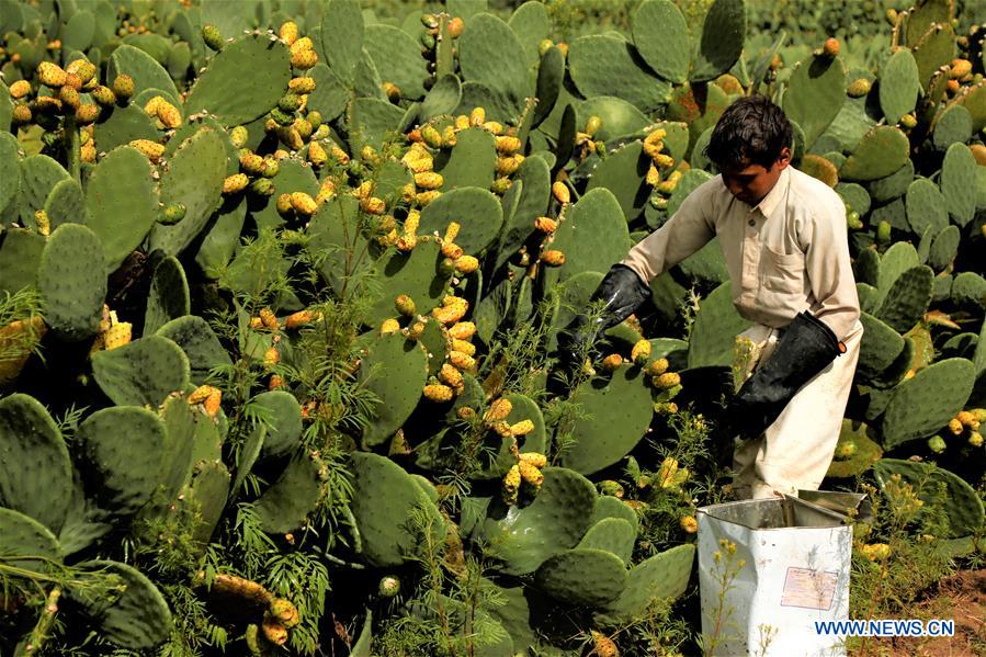 YEMEN-SANAA-PRICKLY PEAR FRUIT-HARVEST 