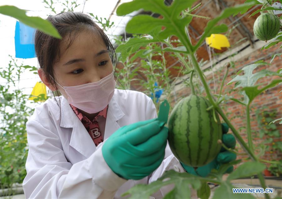 CHINA-LIAONING-SHENYANG-AGRICULTURE-EDUCATION (CN)