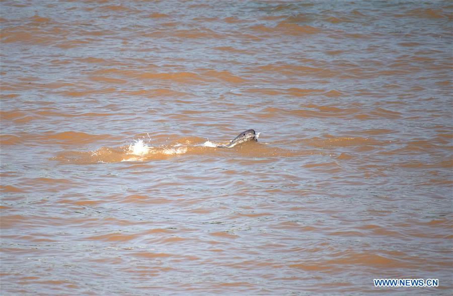 finless porpoises seen in yangtze river in yichang, hubei