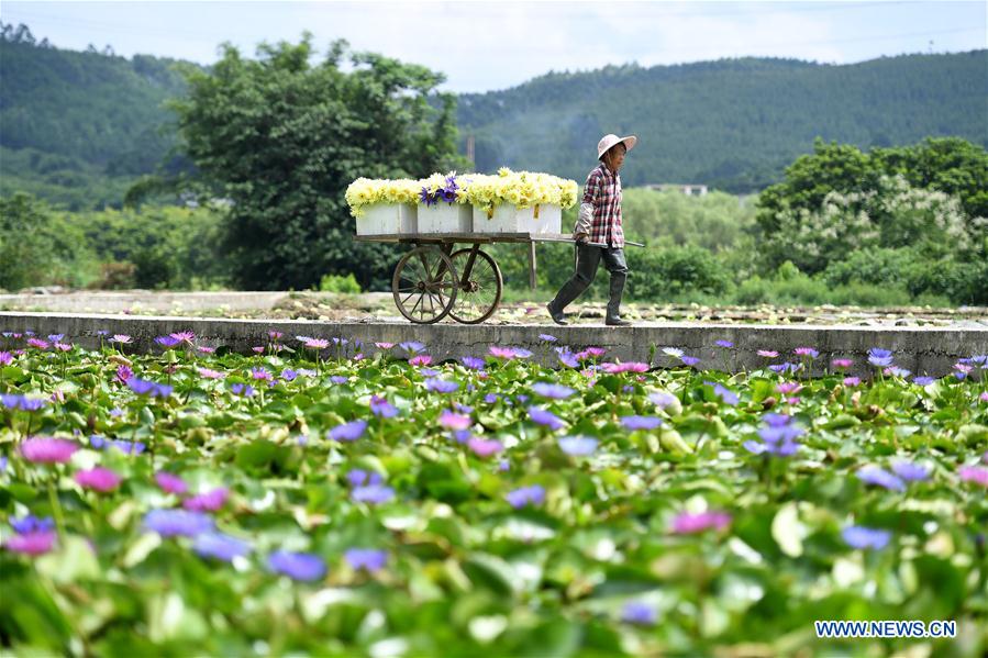 #CHINA-GUANGXI-LOTUS FLOWER-HARVEST (CN)