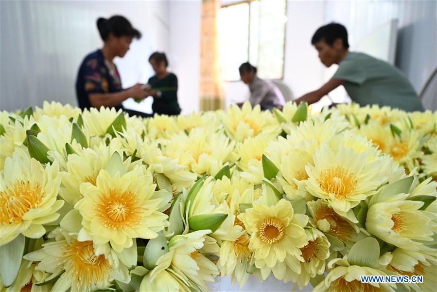 #CHINA-GUANGXI-LOTUS FLOWER-HARVEST (CN)