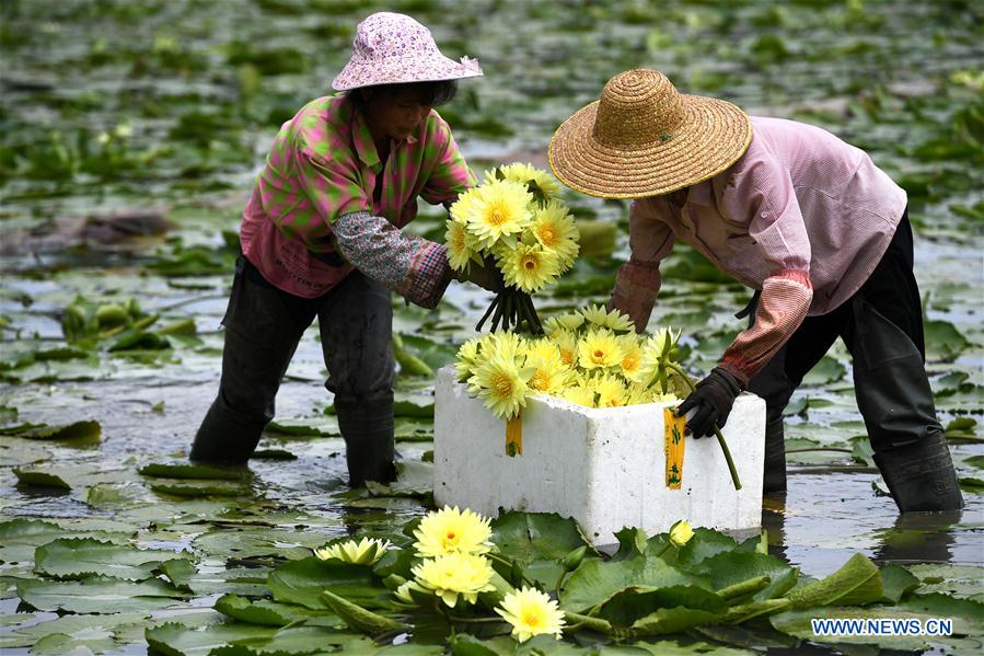 #CHINA-GUANGXI-LOTUS FLOWER-HARVEST (CN)