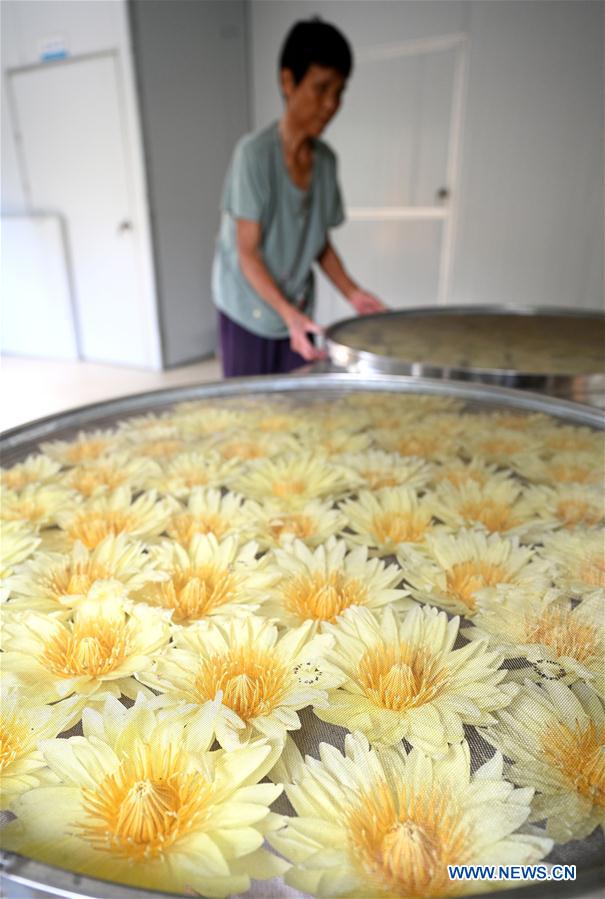 #CHINA-GUANGXI-LOTUS FLOWER-HARVEST (CN)