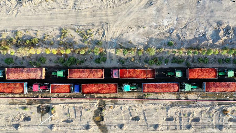 CHINA-XINJIANG-TOMATO-HARVEST (CN)