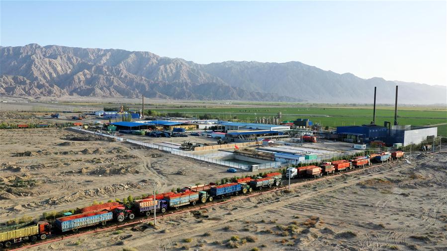 CHINA-XINJIANG-TOMATO-HARVEST (CN)