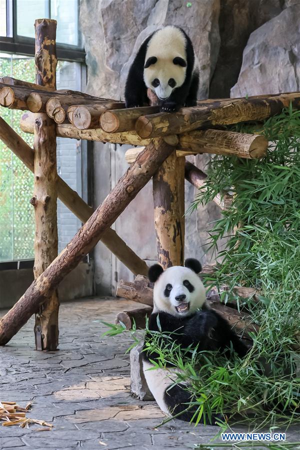 CHINA-SHANGHAI-GIANT PANDA (CN)