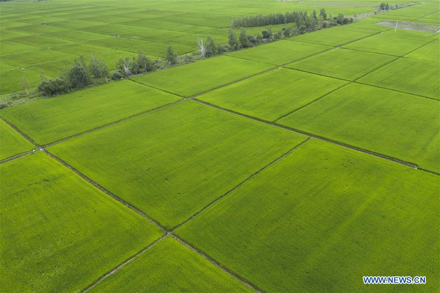 CHINA-HEILONGJIANG-FUYUAN-PADDY FIELD(CN)