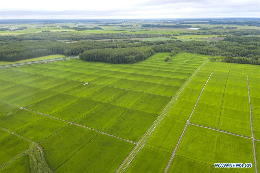 CHINA-HEILONGJIANG-FUYUAN-PADDY FIELD(CN)