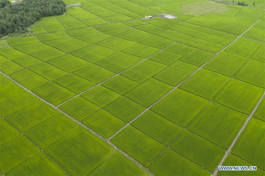 CHINA-HEILONGJIANG-FUYUAN-PADDY FIELD(CN)